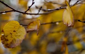 شروع بارش ها از اواسط هفته/کاهش آلودگی هوا از دوشنبه آینده