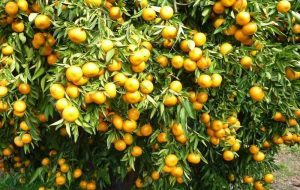 صادرات ۱۵ هزار تنی میوه های سردرختی مازندران به روسیه و عراق صادرات ۱۵ هزار تنی میوه های سردرختی مازندران به روسیه و عراق