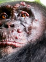 جذام برای اولین بار در شامپانزه‌ها دیده شد