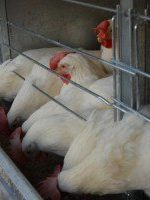 کاهش ۱۵ تا ۲۰ درصدی تولید تخم مرغ
