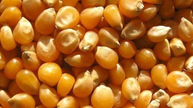 ترخیص بدون مجوز محموله ۸۱ هزار تنی ذرت از گمرک! ترخیص بدون مجوز محموله ۸۱ هزار تنی ذرت از گمرک!