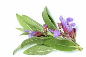 عصاره ای که باعث مرگ سلولهای سرطان ریه میشود عصاره ای که باعث مرگ سلولهای سرطان ریه میشود