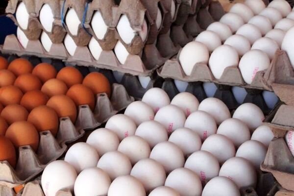 سخنگوی وزارت جهاد کشاورزی: گرانفروشی مرغ و تخم مرغ به ما ربطی ندارد