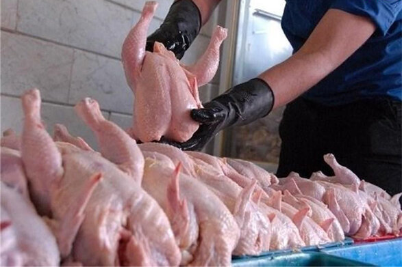 تهران صادرکننده مرغ به سایر استان ها نیست/ کاهش قیمت مرغ در روزهای آتی