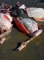 مرگ بیش از ۲۰۰۰ پرنده مهاجر در میانکاله/چرا در این تالاب سم تولید می‌شود؟
