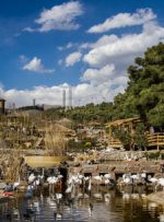 تعطیلی مراکز نگهداری حیات وحش تهران در پی مشاهده آنفلوآنزای پرندگان در قم