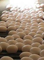 شرکت پشتیبانی امور دام از مرغداران تخم مرغ خریداری نمی کند