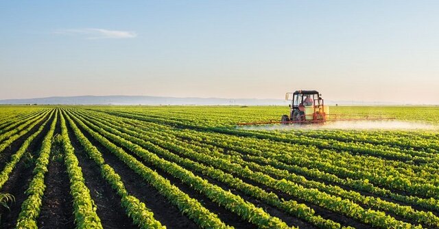 مروری بر قیمت های خرید تضمینی چغندرقند، دانه های روغنی و چای مروری بر قیمت های خرید تضمینی چغندرقند، دانه های روغنی و چای