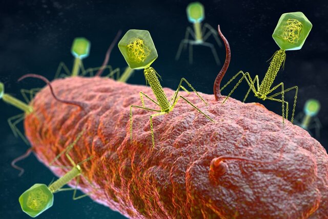 استفاده از ویروس‌های فاضلاب برای از بین بردن باکتری‌های مقاوم به آنتی‌بیوتیک