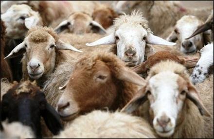 ترخیص فوری ۱۲۰۰ راس دام وارداتی از فرانسه ترخیص فوری ۱۲۰۰ راس دام وارداتی از فرانسه