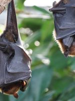 ابداع درمان‌های جدید کووید-۱۹ با الهام از خفاش‌ها!