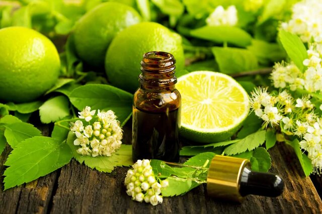 گیاهان، منبع اصلی تولید ترکیبات معطر/ تأثیر رایحههای گیاهی بر سلامت جسم و روح گیاهان، منبع اصلی تولید ترکیبات معطر/ تأثیر رایحههای گیاهی بر سلامت جسم و روح