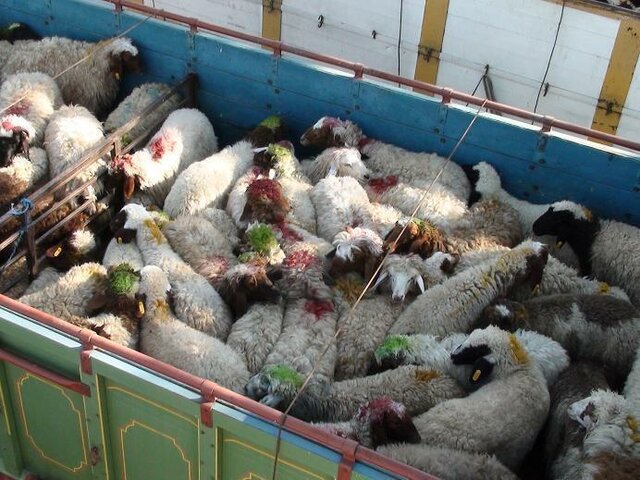 دست به دعا می شویم دامهایمان را بخرند/ ارز ۴۲۰۰ تومانی به نام دامدار به کام سودجویان! دست به دعا می شویم دامهایمان را بخرند/ ارز ۴۲۰۰ تومانی به نام دامدار به کام سودجویان!