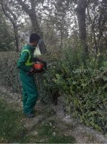 آغاز عملیات به زراعی و هرس پاییزه درختان در منطقه ۱۹