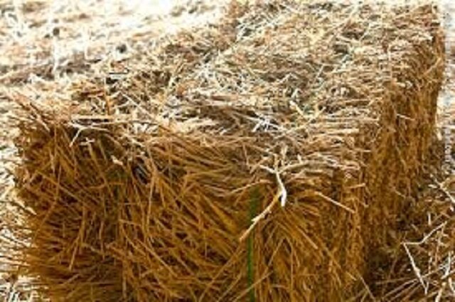 دلیل عدم ترخیص محموله ۲۱ تنی یونجه از گمرک دلیل عدم ترخیص محموله ۲۱ تنی یونجه از گمرک