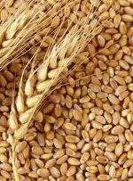 ابعادی دیگر از ماجرای گندم‌های آلوده