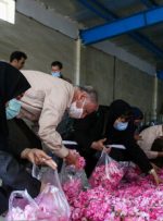 گلبرگ گل محمدی، قاتل میکروب‌های دهانی
