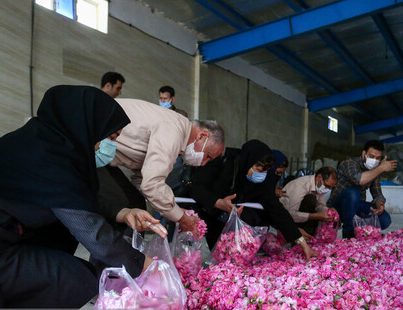 گلبرگ گل محمدی، قاتل میکروبهای دهانی گلبرگ گل محمدی، قاتل میکروبهای دهانی