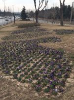 معابر ورودی منطقه ۱۹ تهران به فرش گل های بهاری مزین شدند