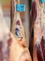 دستور دولت برای واردات گوشت گرم گوسفندی تا سقف ۱۰ هزار تن