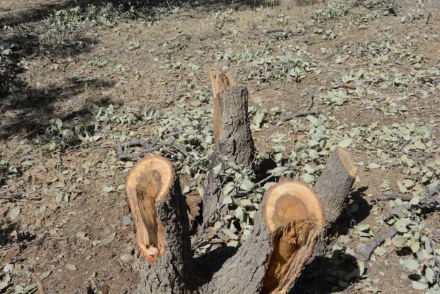 قطع بامدادی ۲۱ درخت در منطقه ۲ تهران