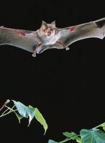 راز خفاش‌ها در نحوه انتقال ویروس فاش شد