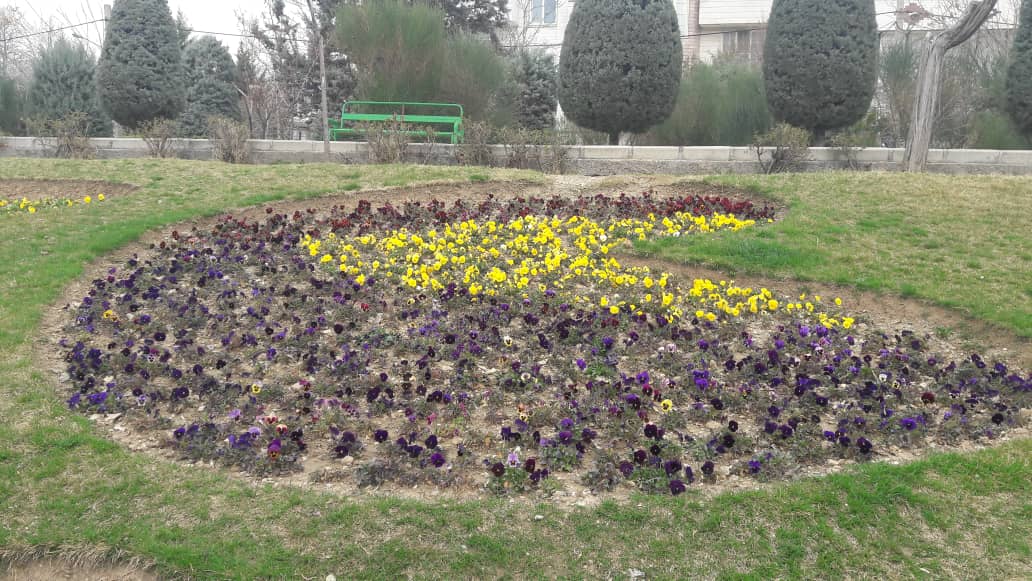کاشت  بیش از ۴ هزار اصله نهال در شمال شرق تهران/ گل های منطقه ۴ در انتظار نوروز