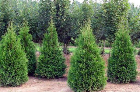 گیاهان بومی تهران دیگر توانایی بقا در پایتخت را ندارند گیاهان بومی تهران دیگر توانایی بقا در پایتخت را ندارند