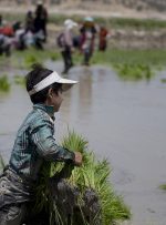 ١٣٣ شالیکار گیلانی تاکنون برای کشت قراردادی برنج پیشقدم شدند