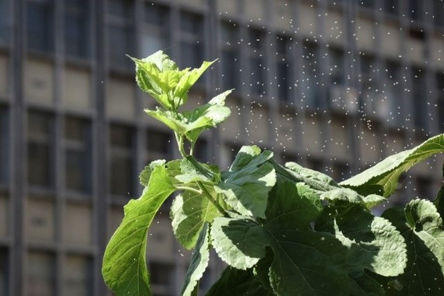کاهش احتمال طغیان سفیدبالکها در سال جاری کاهش احتمال طغیان سفیدبالکها در سال جاری