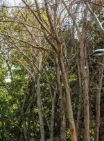 شکایت شهرداری از مالکی که عمدا ۱۳ درخت خیابان ولیعصر را خشک کرد