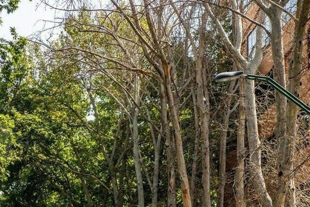 شکایت شهرداری از مالکی که عمدا ۱۳ درخت خیابان ولیعصر را خشک کرد