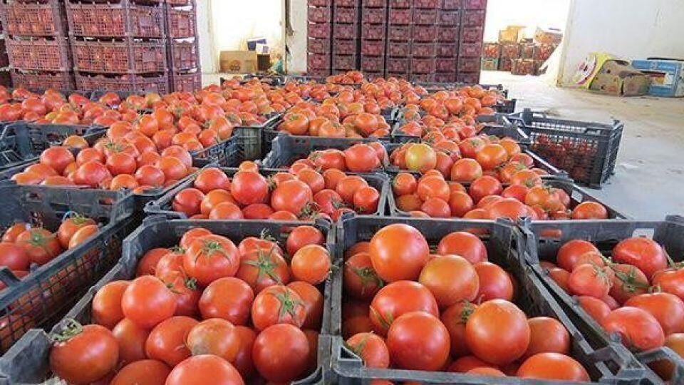 گمرک شهید باهنر هرمزگان ۹۰ تن گوجه فرنگی قاچاق کشف کرد