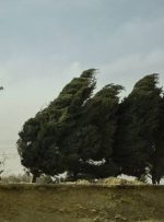 خطر آتش‌سوزی جنگل‌ها در پی وزش باد گرم