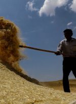 قیمت جدید خرید تضمینی گندم اعلام شد
