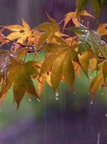 بارش باران در شمال کشور/ نفوذ توده گردوخاک به نوار غربی