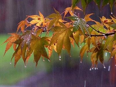 بارش باران در شمال کشور/ نفوذ توده گردوخاک به نوار غربی
