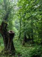 برداشت درختان شکسته و افتاده؛ فرصتی برای چنگ‌اندازی به جنگل‌ها