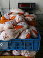 مرغ در سراشیبی قیمت