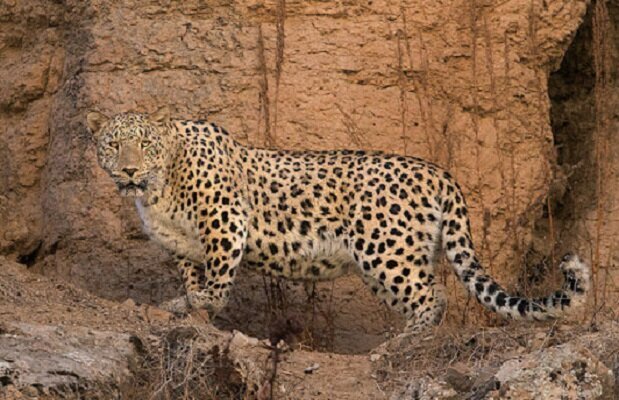 پلنگ‌ ایرانی، گربه‌سان در معرض خطر انقراض