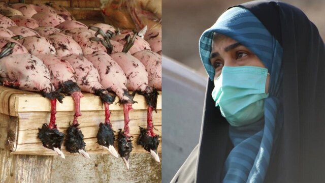 رئیس فراکسیون محیط زیست مجلس: رستورانهای سروکننده پرندگان مهاجر در مازندران پلمب شوند رئیس فراکسیون محیط زیست مجلس: رستورانهای سروکننده پرندگان مهاجر در مازندران پلمب شوند