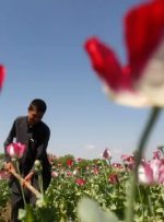 انگیزه مضاعف کشاورزان افغانستان برای کشت تریاک بدنبال افزایش قیمت موادمخدر/ گسترش مواد ناخالص