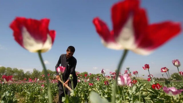 انگیزه مضاعف کشاورزان افغانستان برای کشت تریاک بدنبال افزایش قیمت موادمخدر/ گسترش مواد ناخالص