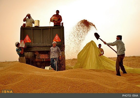 انتقاد یک عضو کمیسیون کشاورزی مجلس از قیمت خرید تضمینی گندم انتقاد یک عضو کمیسیون کشاورزی مجلس از قیمت خرید تضمینی گندم