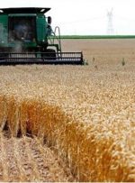 قیمت گندم تا چهارشنبه اعلام می‌شود/ پرداخت مابه‌التفاوت بعد از اعلام قیمت جدید