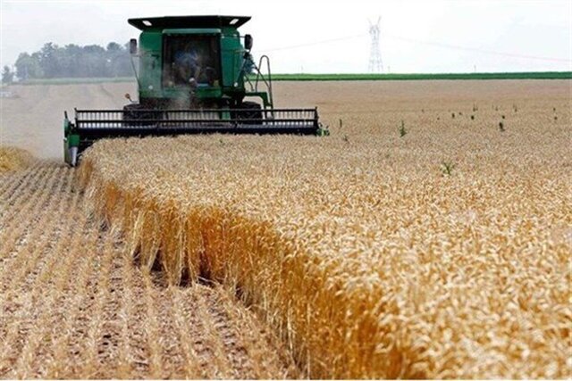 قیمت گندم تا چهارشنبه اعلام می‌شود/ پرداخت مابه‌التفاوت بعد از اعلام قیمت جدید