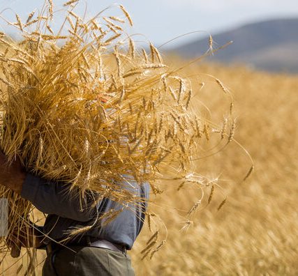 قیمتی برای گندم تعیین خواهد شد که به نفع کشاورزان باشد