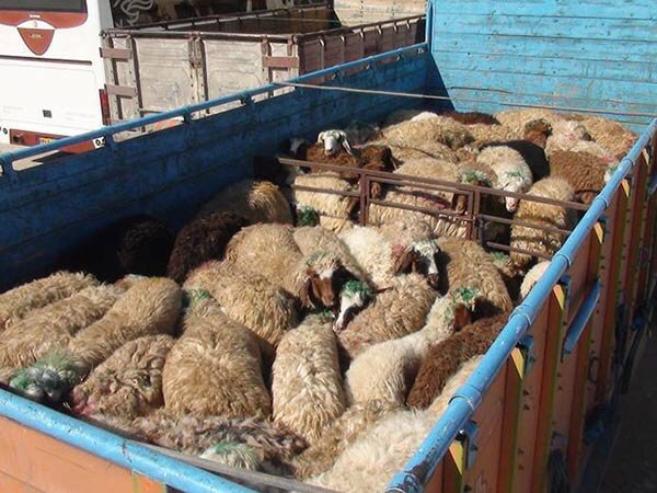 افت قیمت دام زنده/جای فشار به تولیدکننده بازار را تنظیم کنید افت قیمت دام زنده/جای فشار به تولیدکننده بازار را تنظیم کنید