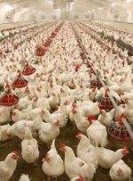 دلایل افزایش مقطعی قیمت مرغ چیست؟
