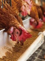 استفاده از پَر مرغ به جای سویا در خوراک طیور/ اصلاح نژاد مرغ‌های بومی